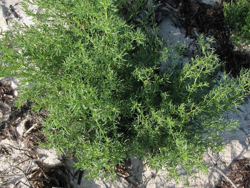 Annual Seepweed photo 4