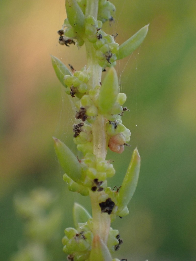 Annual Seepweed photo 6