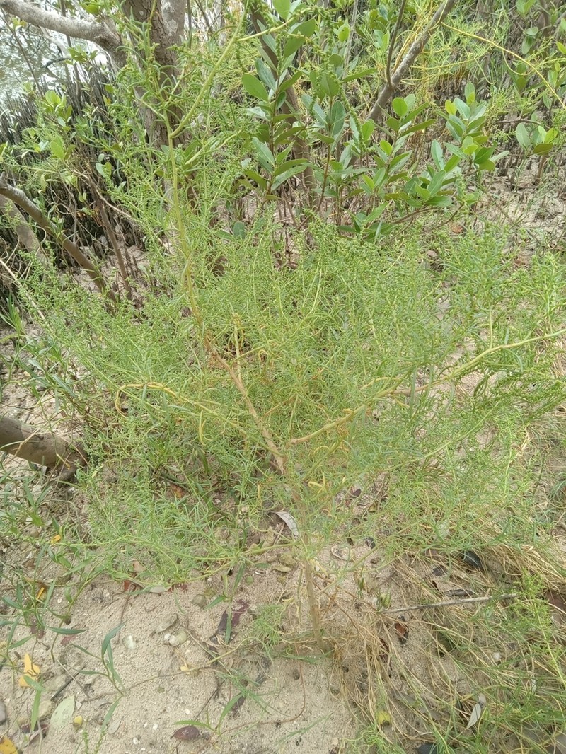 Annual Seepweed photo 7