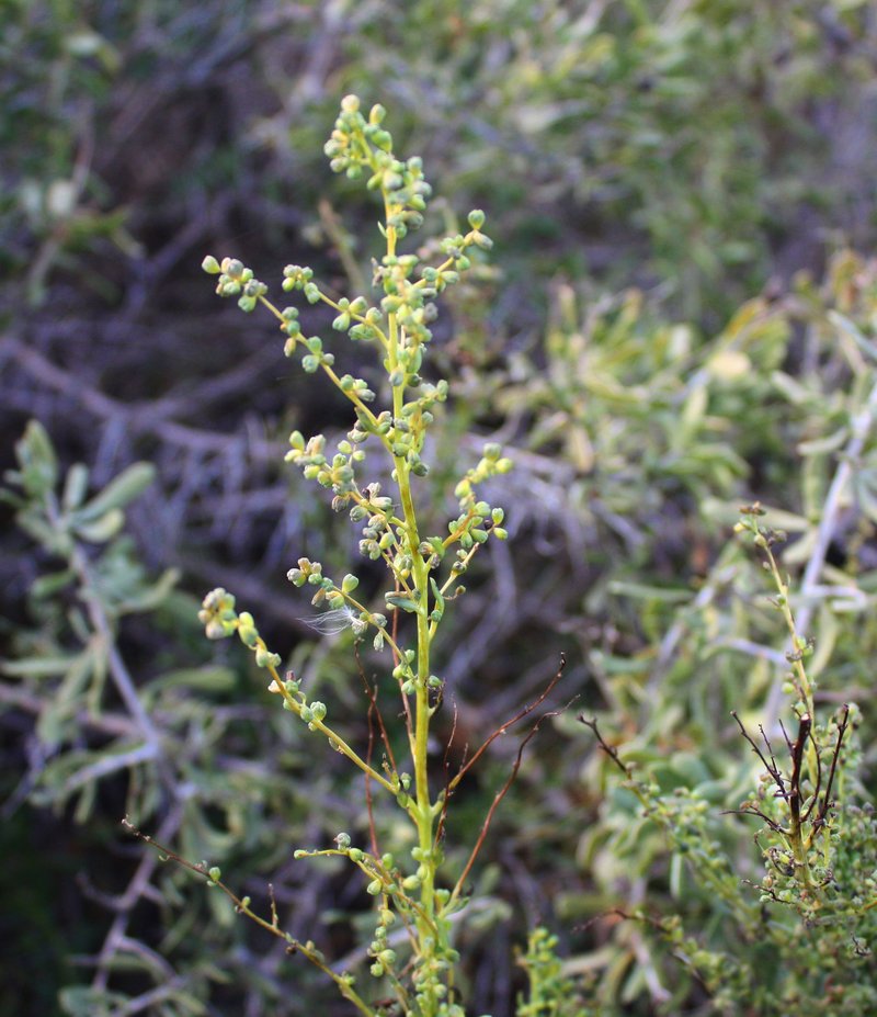 Pin-Leaf Seepweed