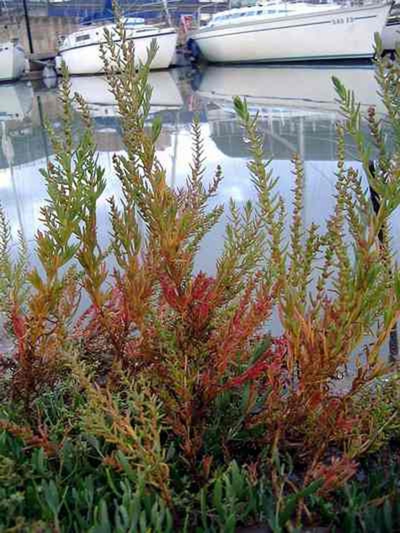 Herbaceous Seepweed photo 2