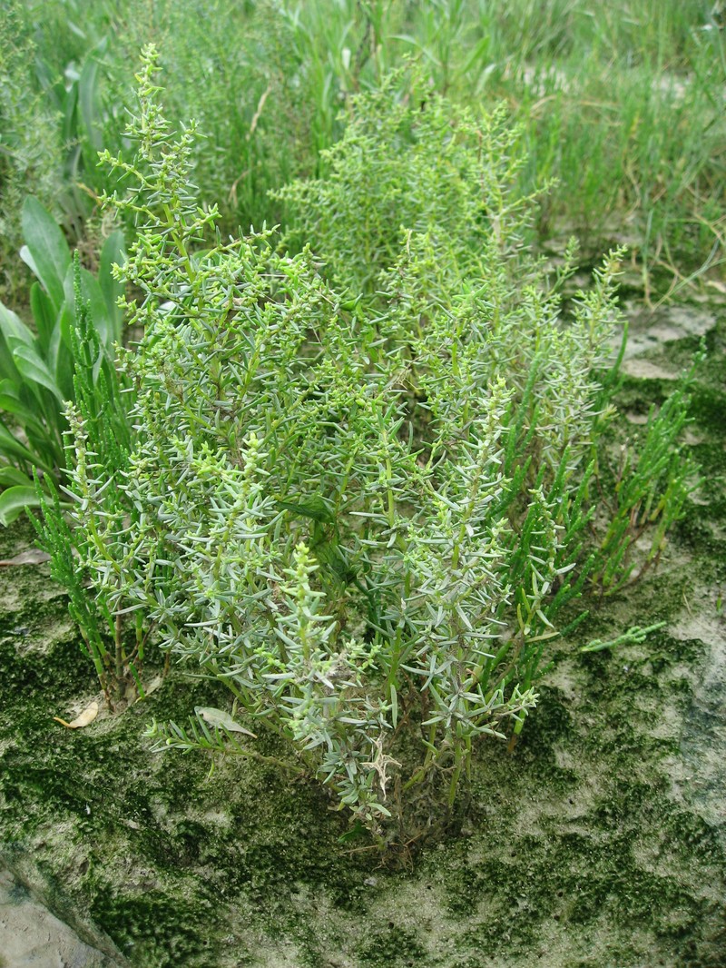 Herbaceous Seepweed
