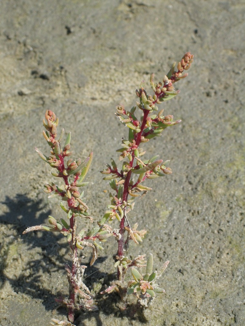 Herbaceous Seepweed photo 3