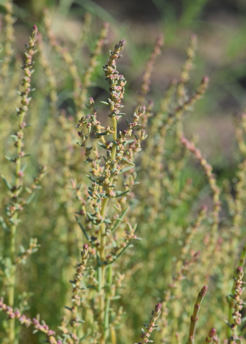 Herbaceous Seepweed photo 4