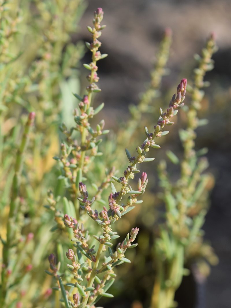 Herbaceous Seepweed photo 5