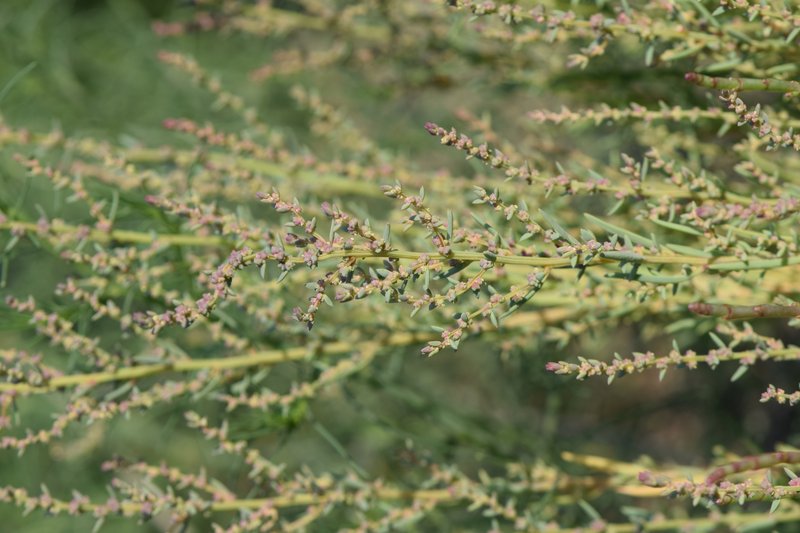Herbaceous Seepweed photo 6