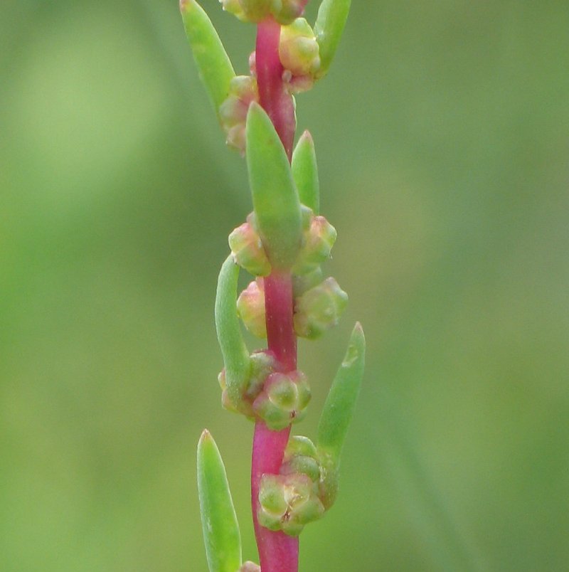 Herbaceous Seepweed photo 7