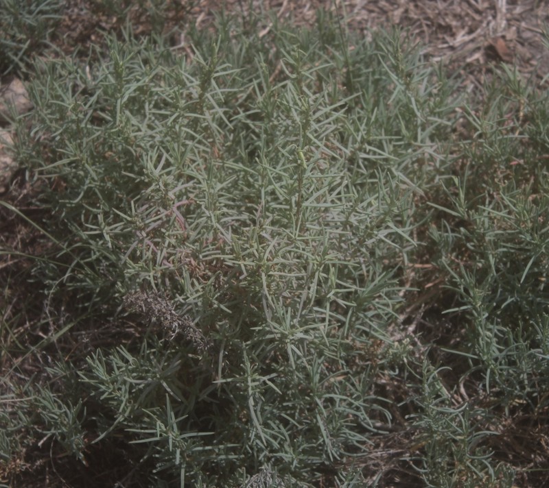 Mexican Seepweed
