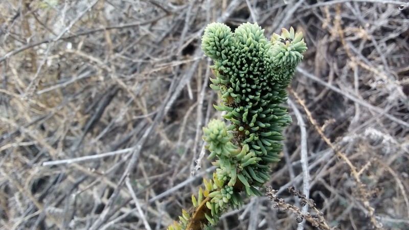 Mexican Seepweed photo 2