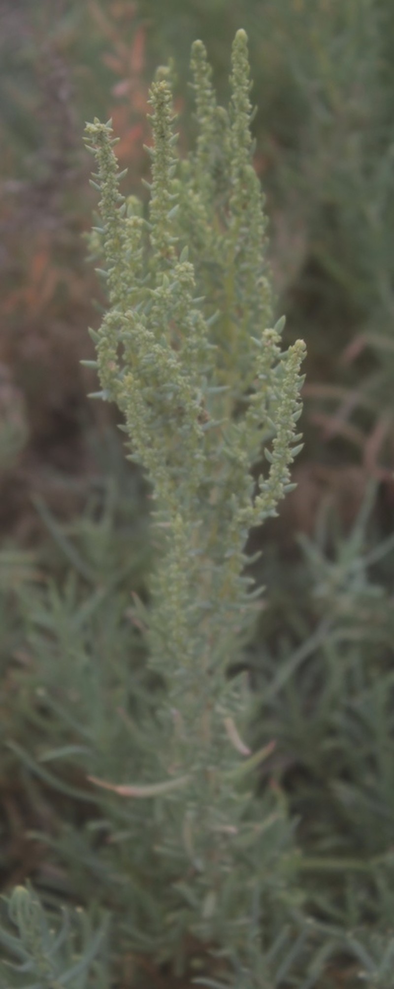 Mexican Seepweed photo 3