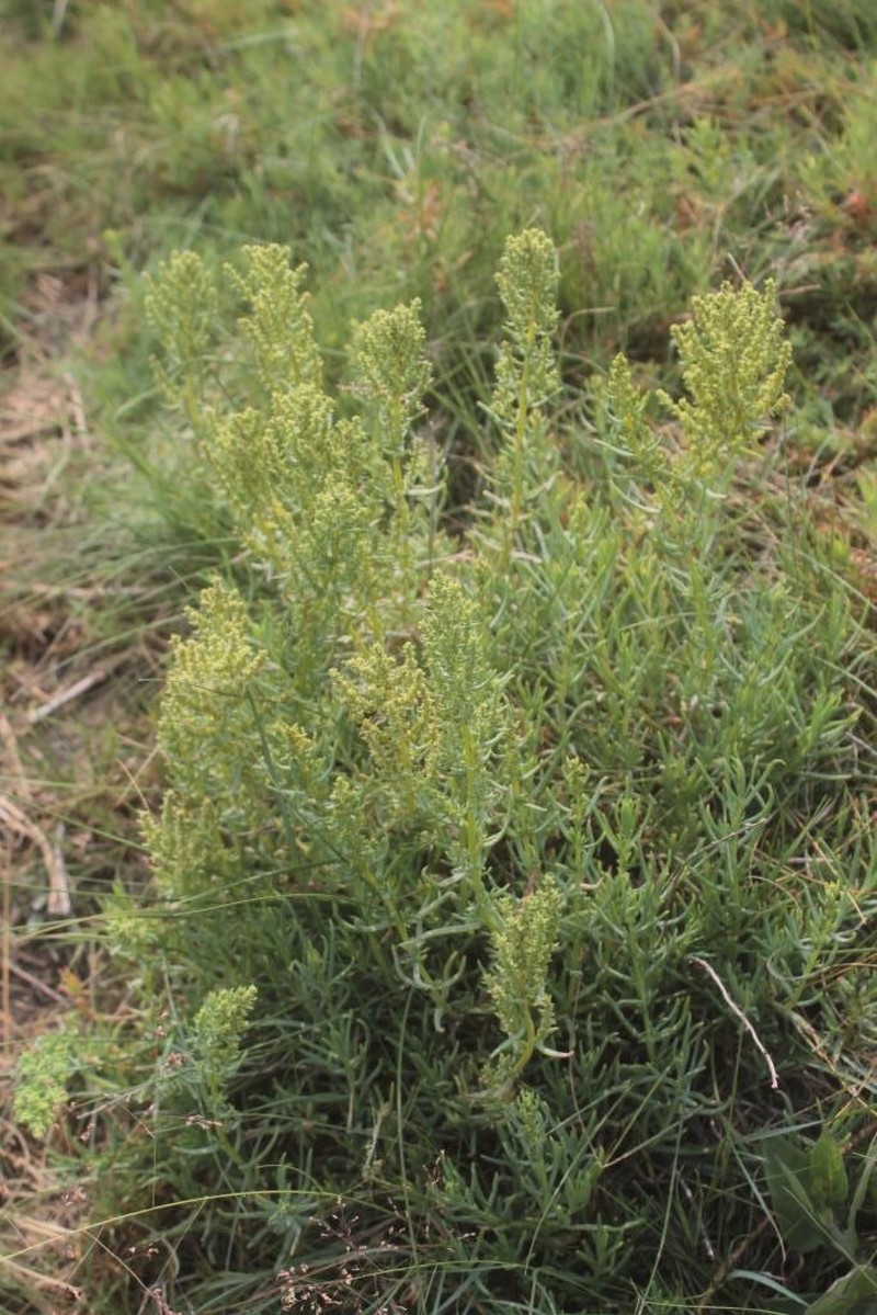 Mexican Seepweed photo 4