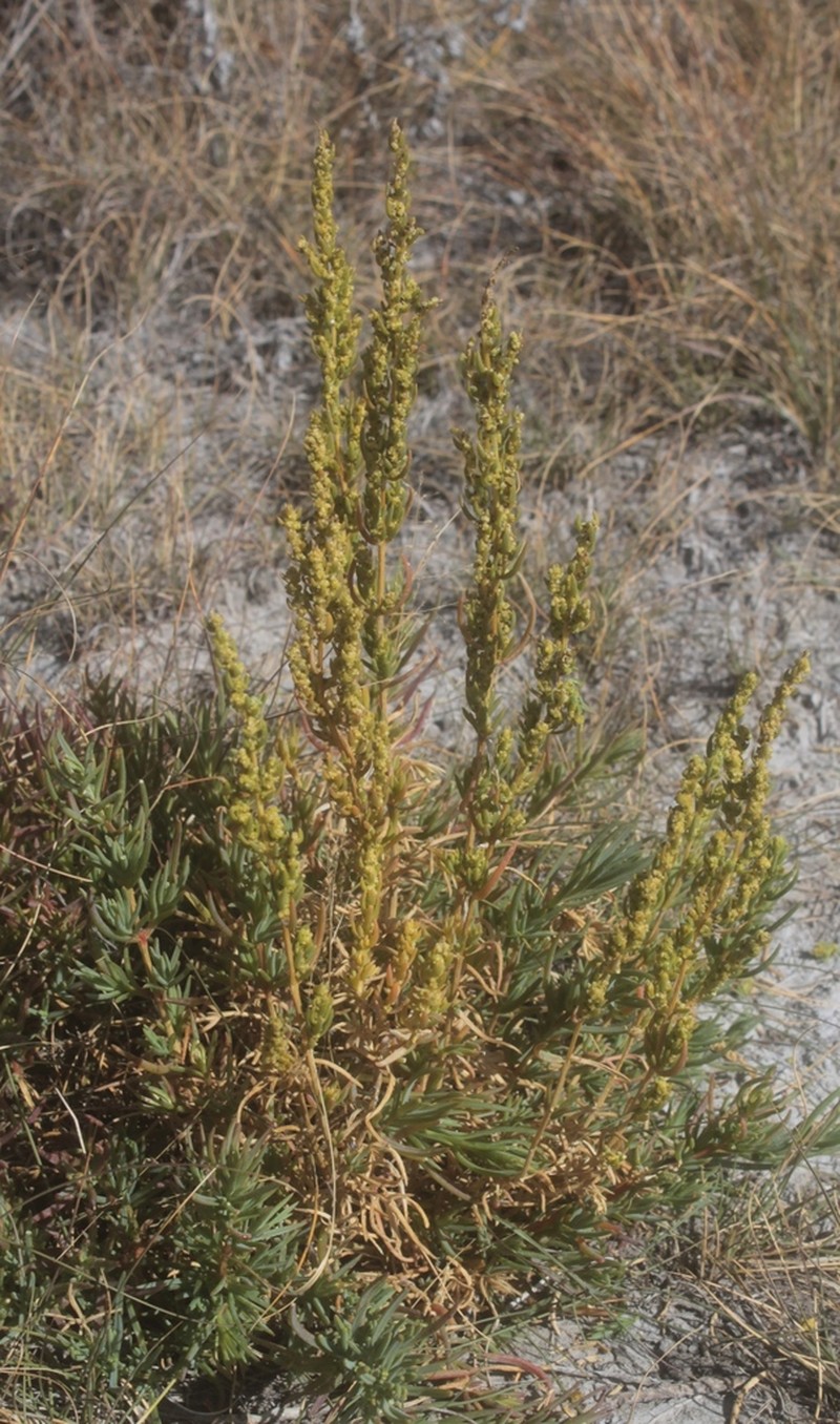 Mexican Seepweed photo 5