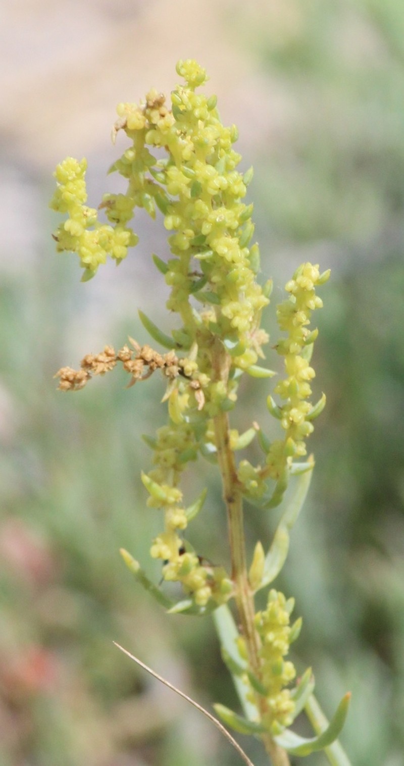 Mexican Seepweed photo 6
