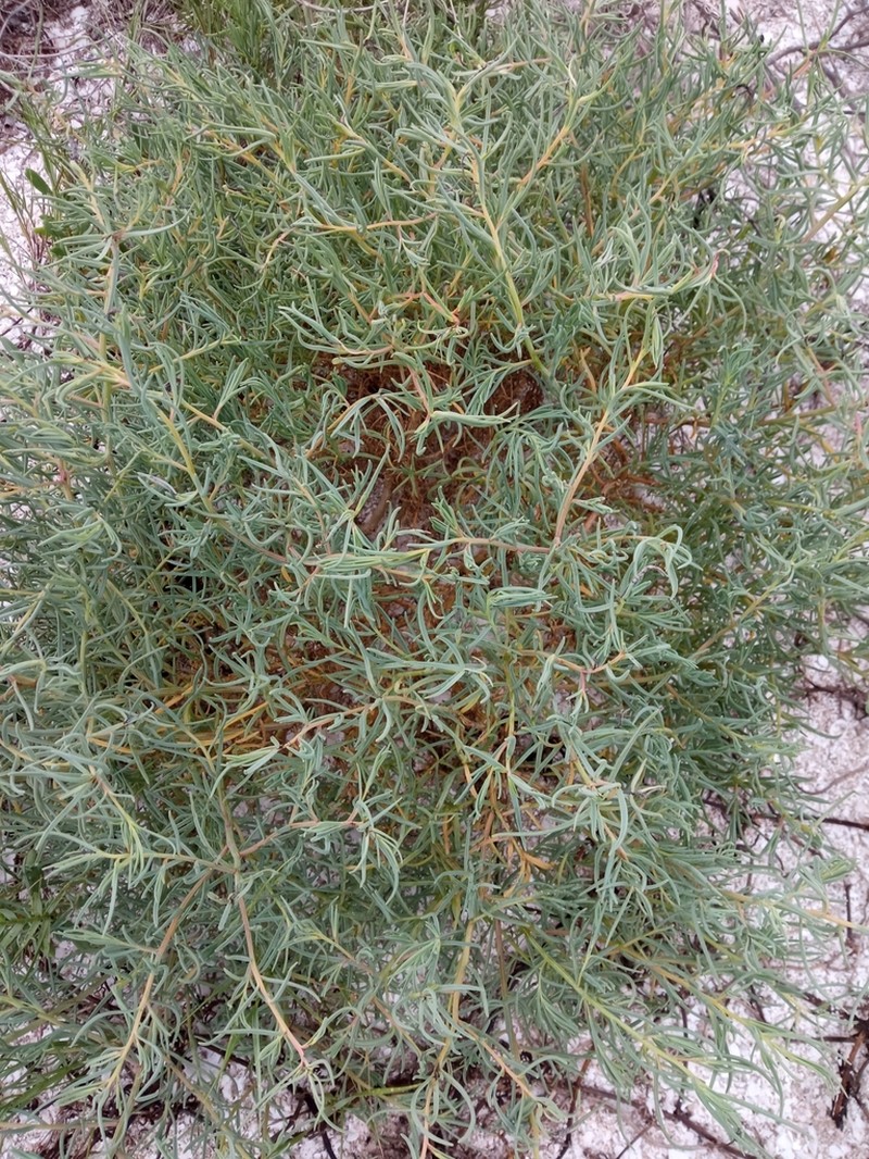 Mexican Seepweed photo 7