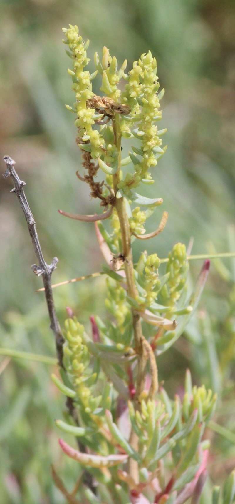 Mexican Seepweed photo 8