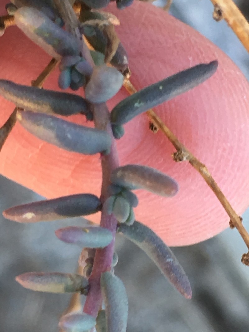 Mojave Seablite photo 3