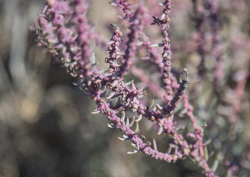 Mojave Seablite photo 6