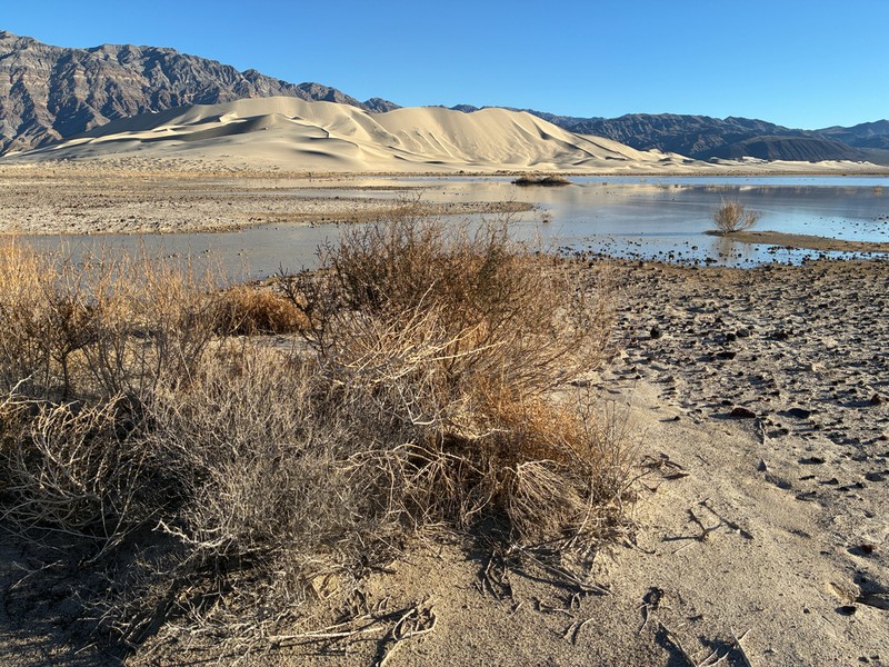 Mojave Seablite photo 7