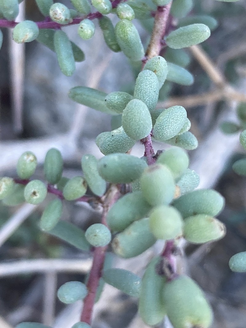 Mojave Seablite photo 8