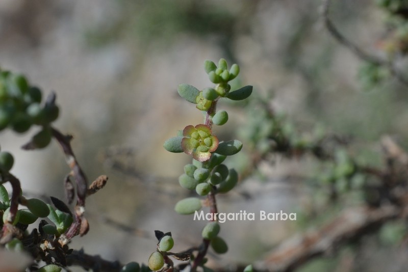 Desert Seepweed photo 4