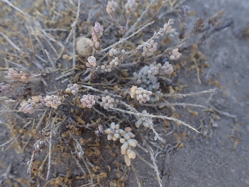Desert Seepweed photo 5