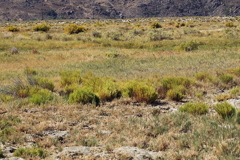 Suaeda occidentalis