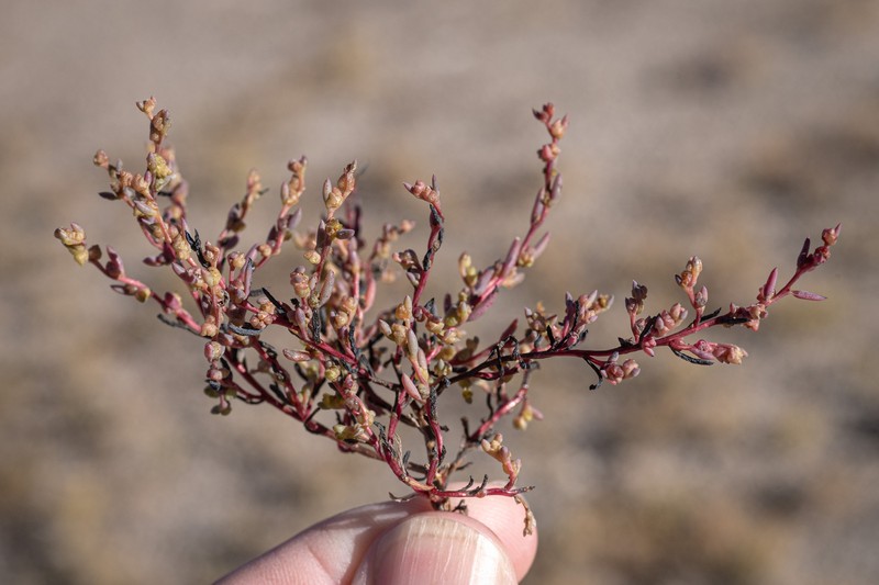 Suaeda occidentalis photo 3