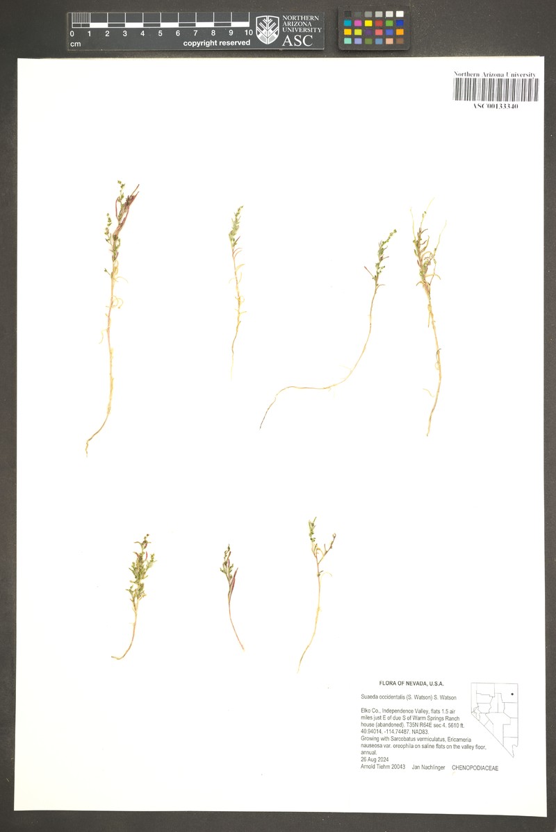 Suaeda occidentalis photo 4