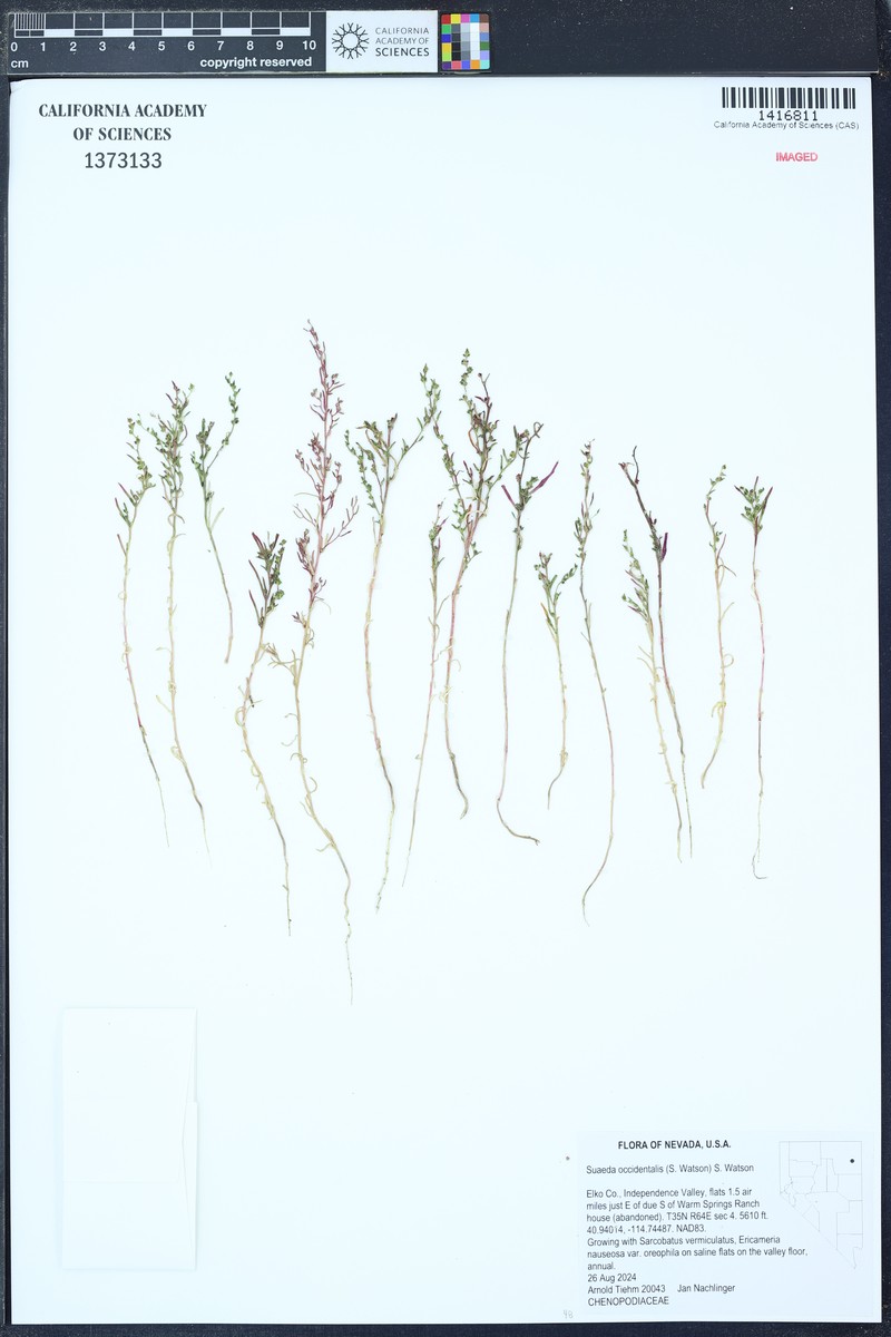 Suaeda occidentalis photo 5