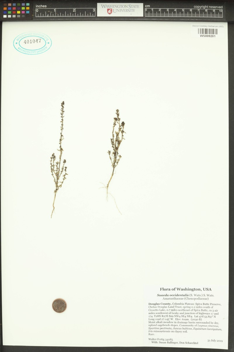 Suaeda occidentalis photo 6