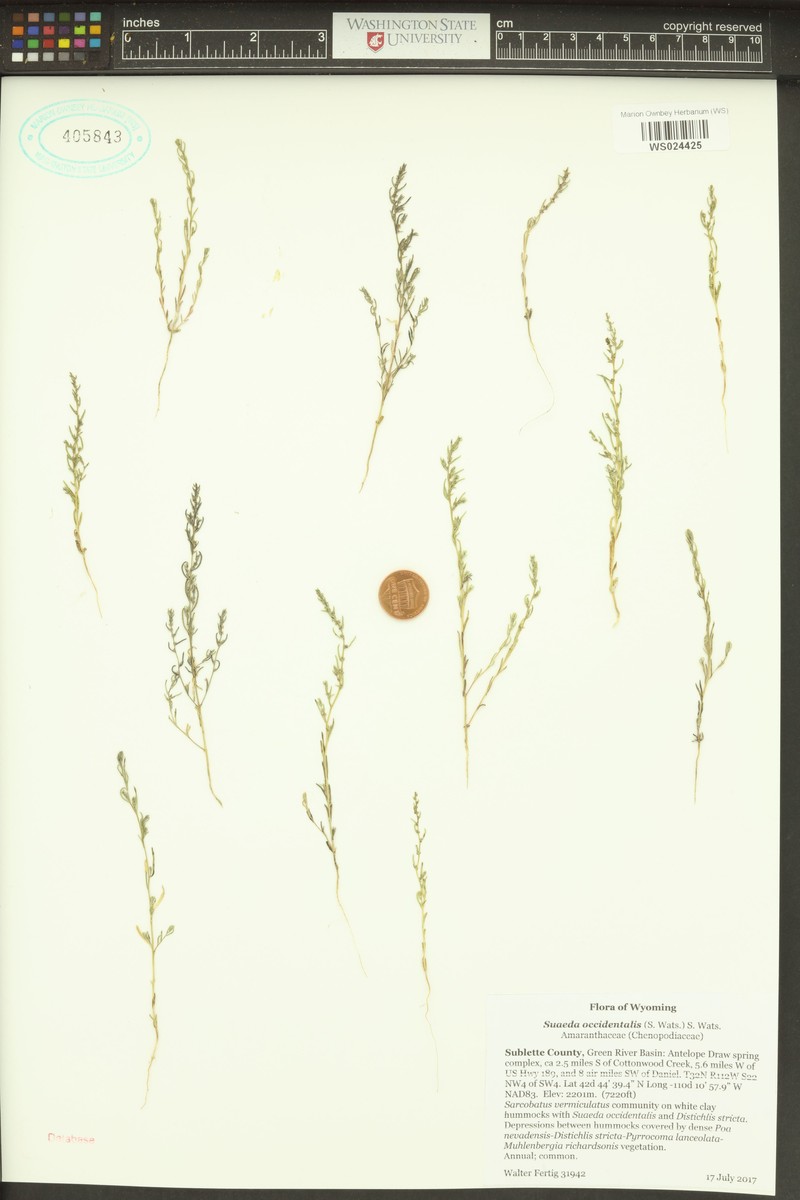 Suaeda occidentalis photo 7