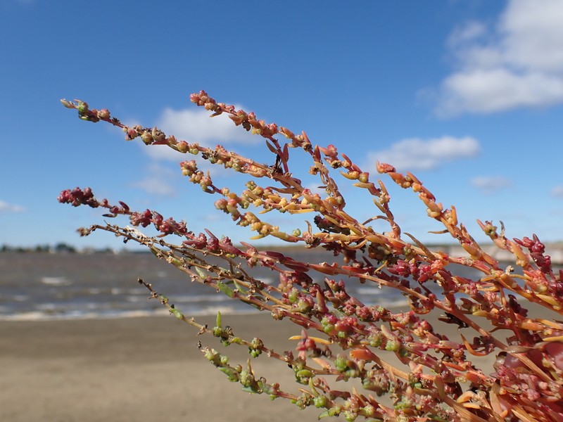 Roland's Seablite photo 2
