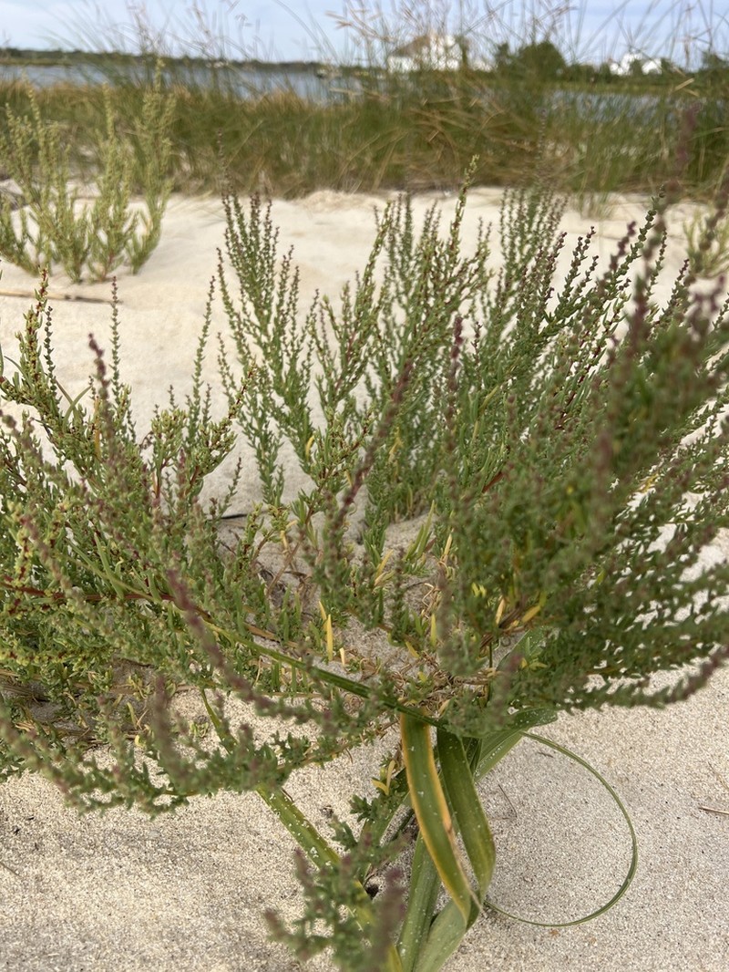 Roland's Seablite photo 3