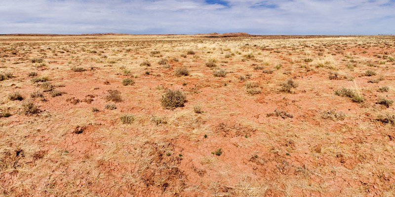 Desert Seepweed