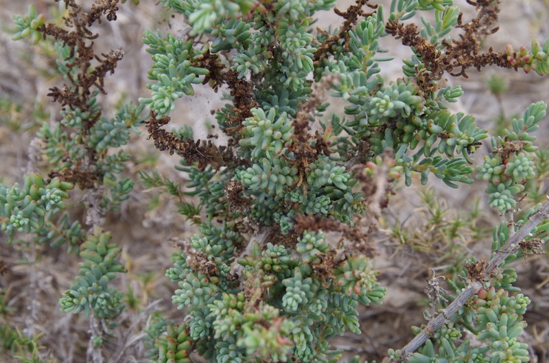 Coastal Seepweed photo 3