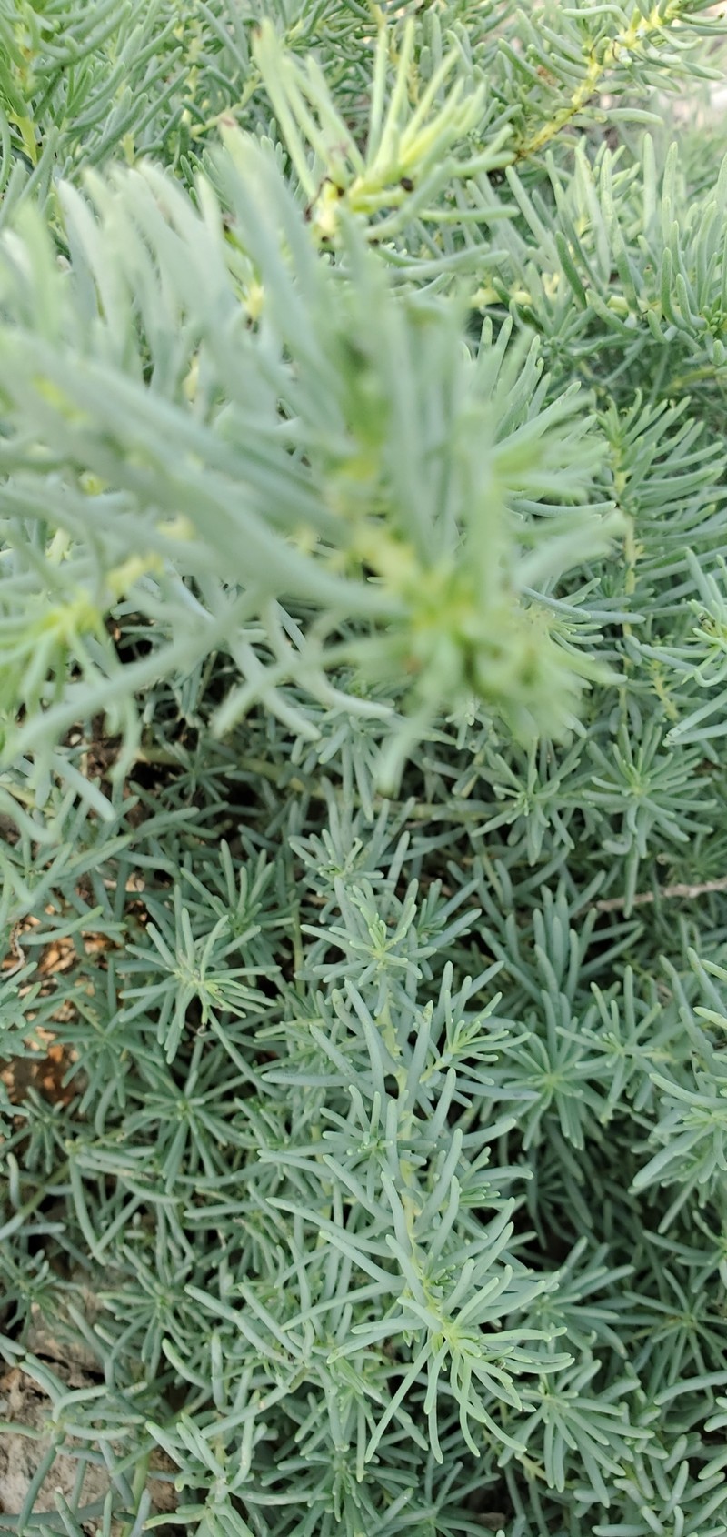 Coastal Seepweed photo 4