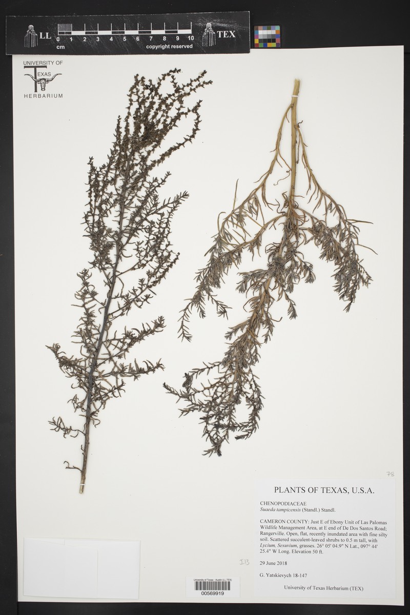 Coastal Seepweed photo 5