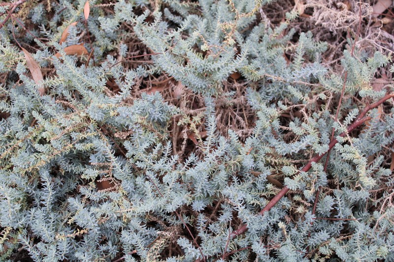 Woolly Seablite photo 8