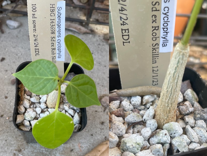Suberogerens cyclophylla