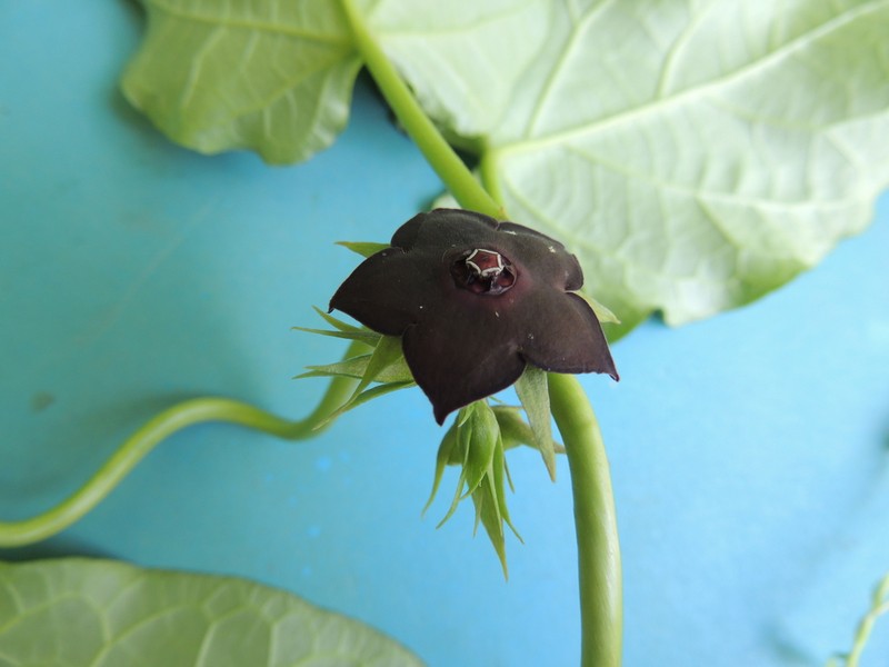 Suberogerens cyclophylla photo 2
