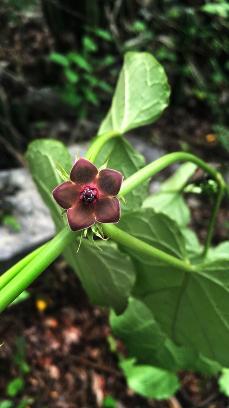 Suberogerens cyclophylla photo 3