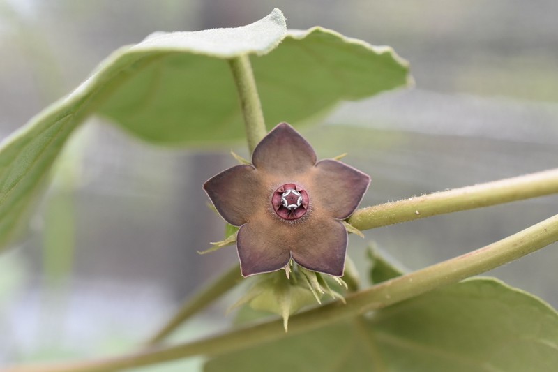 Suberogerens cyclophylla photo 4