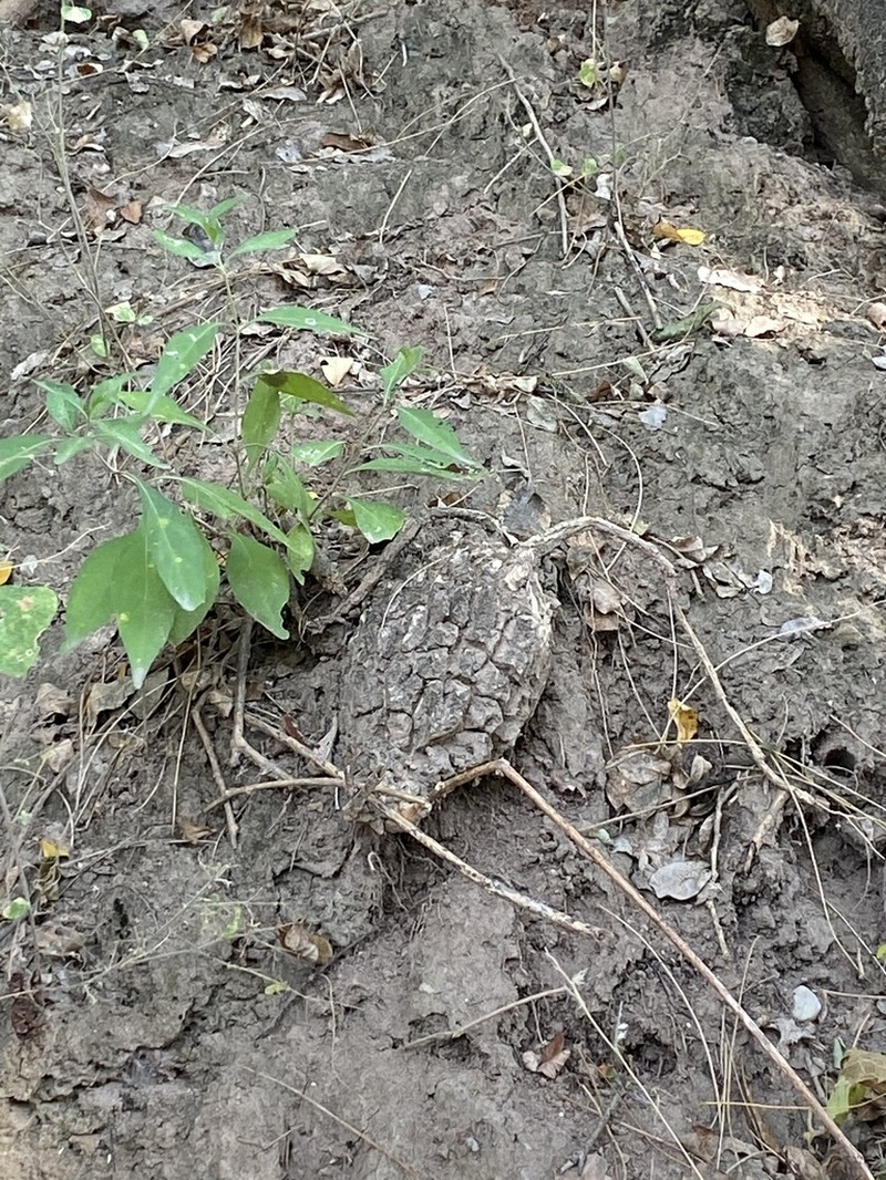 Suberogerens cyclophylla photo 5