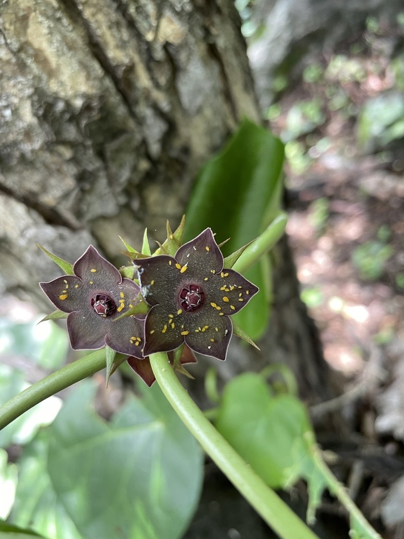 Suberogerens cyclophylla photo 6