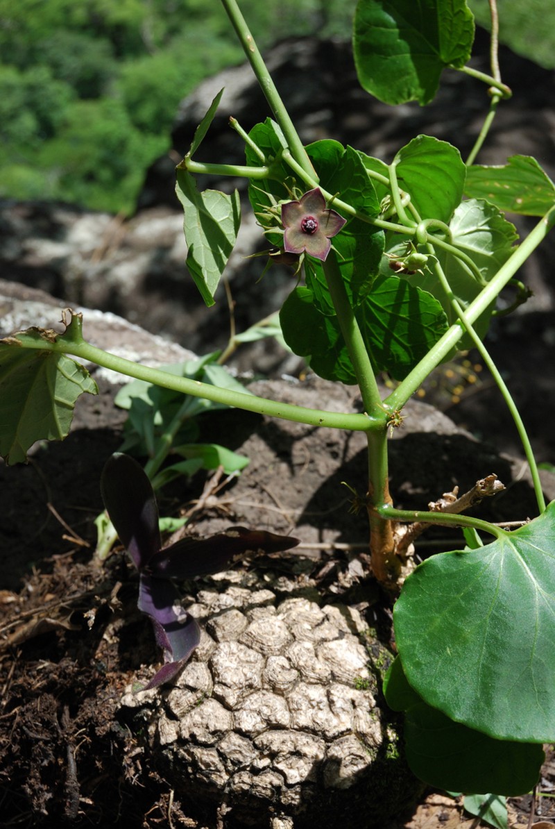 Suberogerens cyclophylla photo 7
