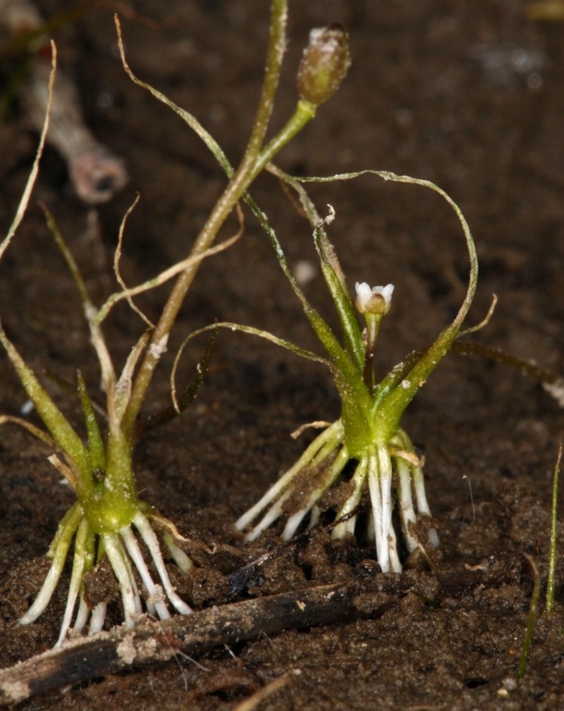 Waterawlwort photo 3