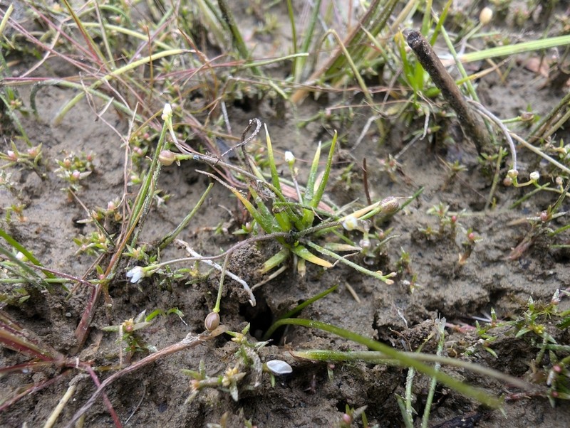 Waterawlwort photo 4