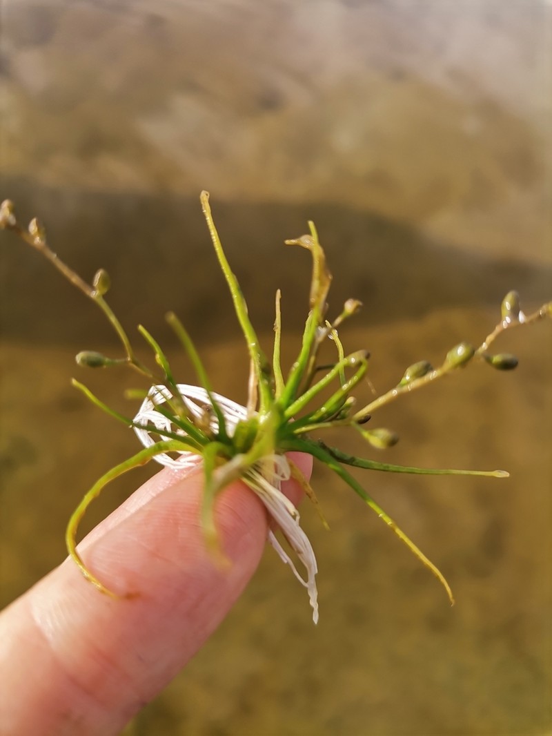 Waterawlwort photo 5