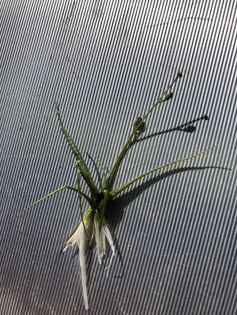 Waterawlwort photo 6