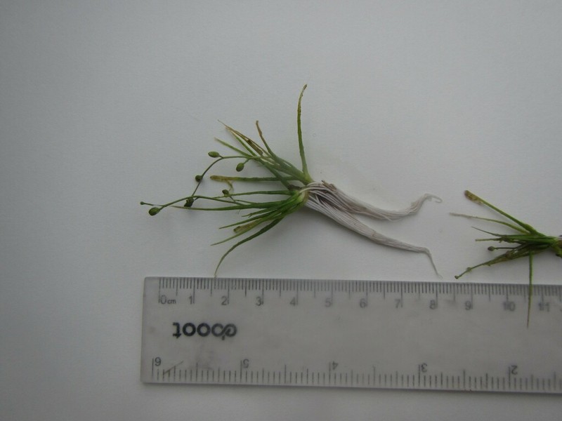 Waterawlwort photo 7